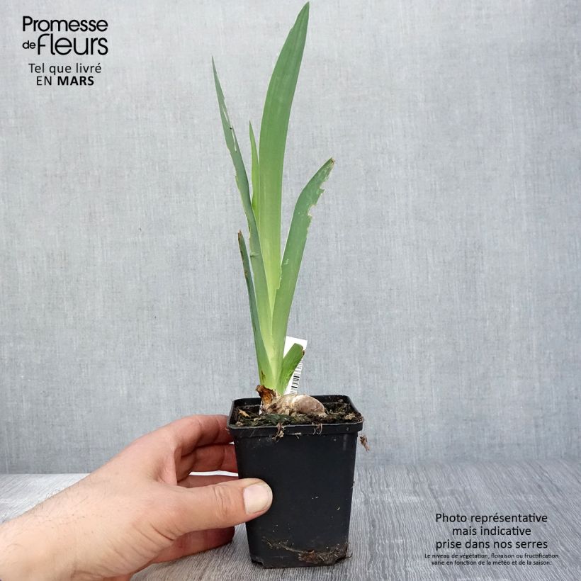 Example of Iris germanica Saturn - Iris des Jardins Godet de 8/9 cm as you get in printemps