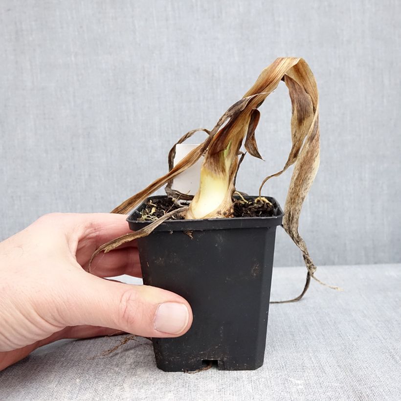 Example of Iris germanica Sharp Dressed Man - Iris des Jardins Godet de 8/9 cm as you get in hiver