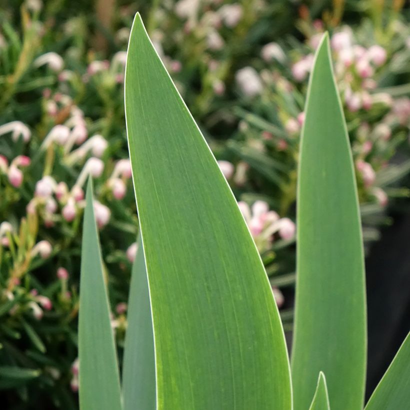 Iris germanica Siva Siva - Iris des Jardins (Foliage)