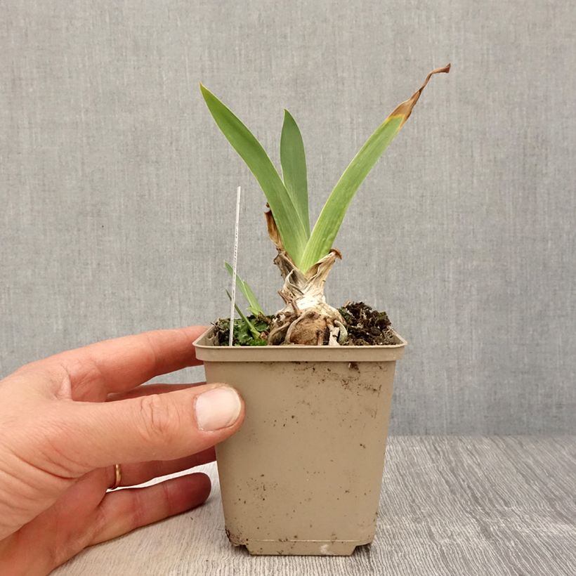 Example of Iris germanica Siva Siva - Iris des Jardins Godet de 8/9 cm, Calibre 4/6 as you get in printemps