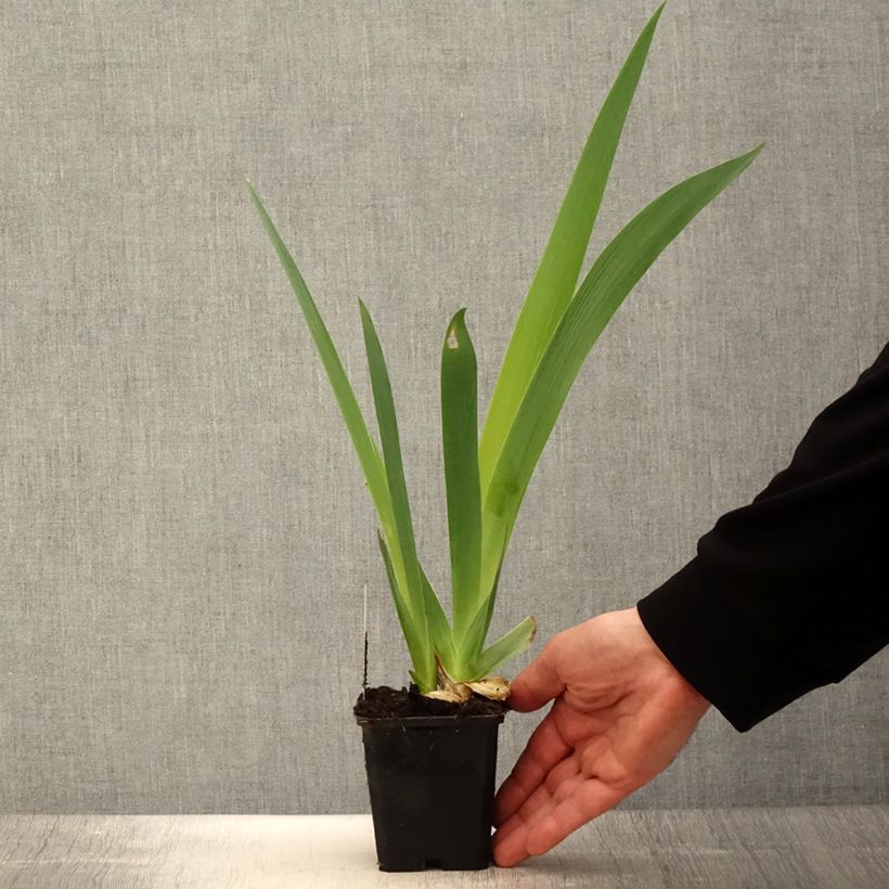 Example of Iris germanica Sovereign Crown - Iris des Jardins Godet de 8/9 cm as you get in printemps