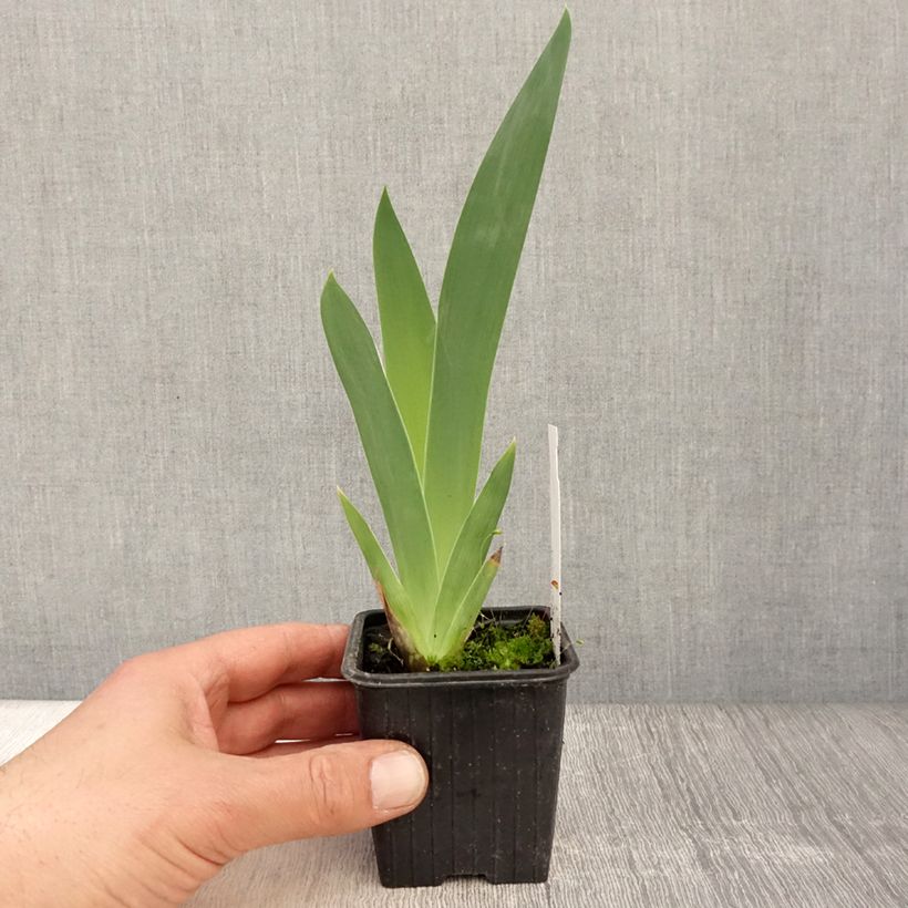 Spécimen de Iris germanica Stepping Out - Iris des Jardins  Godet de 8/9 cm tel que livré au printemps