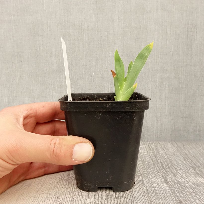 Example of Iris germanica Storm Center - Iris des Jardins Godet de 8/9 cm, Calibre 4/6 as you get in printemps