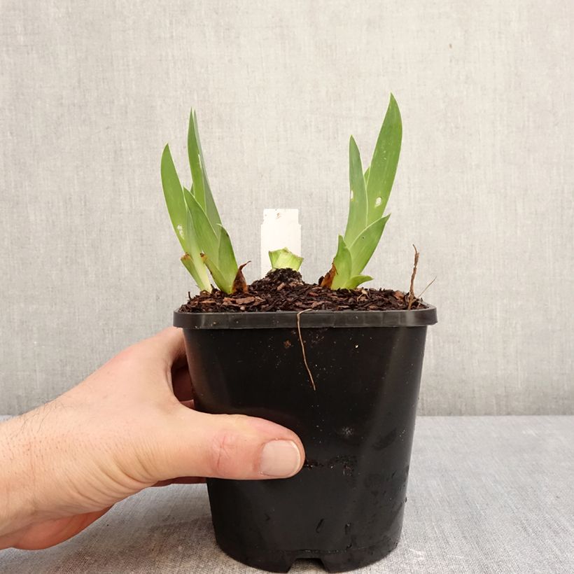 Example of Iris germanica Sunset Sky - Iris des Jardins Pot de 1,5L/2L as you get in hiver