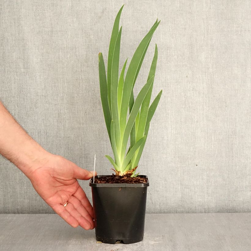 Spécimen de Iris germanica Sunset Sky - Iris des Jardins Pot de 1,5L/2L tel que livré au printemps