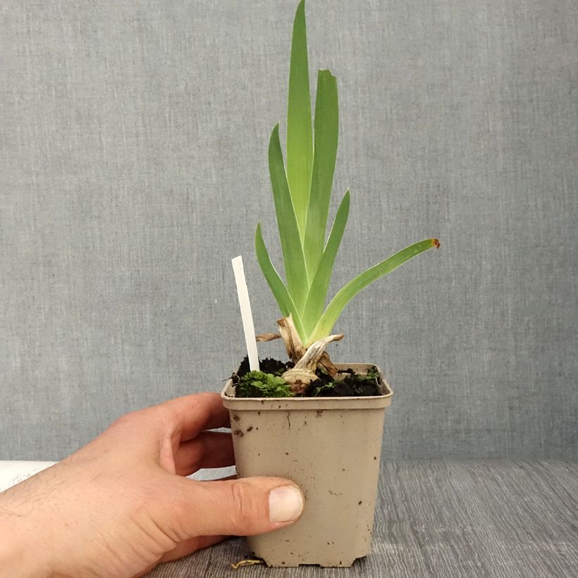 Example of Iris germanica Sunset Sky - Iris des Jardins Godet de 8/9 cm, Calibre 4/6 as you get in printemps