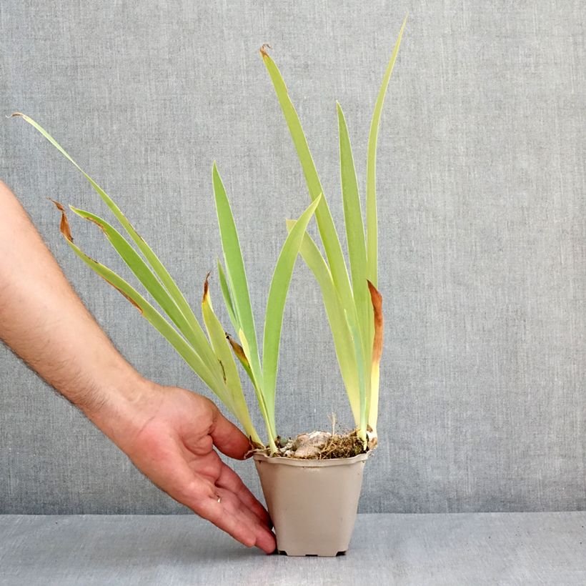 Spécimen de Iris germanica Sur la plage - Iris des Jardins Godet de 8/9 cm tel que livré en été