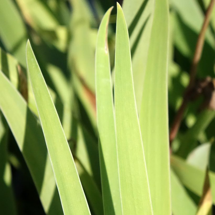 Iris germanica Sur la plage - Iris des Jardins (Foliage)