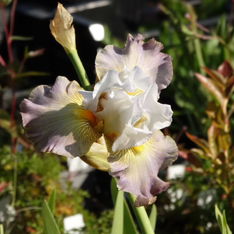 Iris germanica Sur la plage - Iris des Jardins (Floraison)