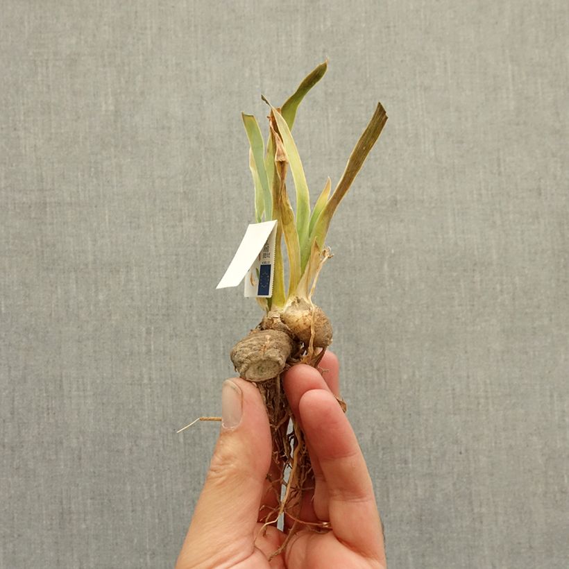 Spécimen de Iris germanica Synergy - Iris des Jardins intermédiaire Rhizome tel que livré en hiver