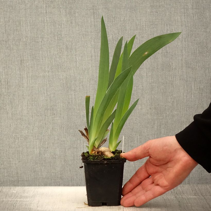 Spécimen de Iris germanica Tabac Blond - Iris des Jardins Godet de 8/9 cm tel que livré au printemps