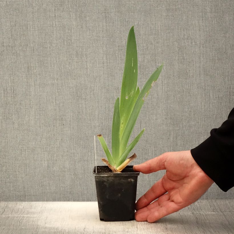 Example of Iris germanica Tel Arlequin - Iris des Jardins Godet de 8/9 cm as you get in printemps