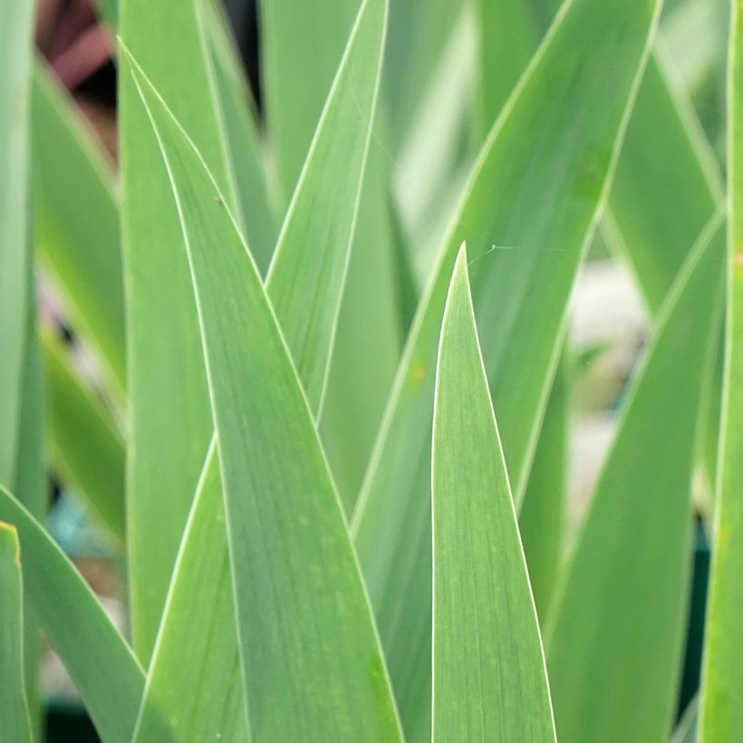 Iris germanica Tuxedo - Iris des Jardins (Foliage)