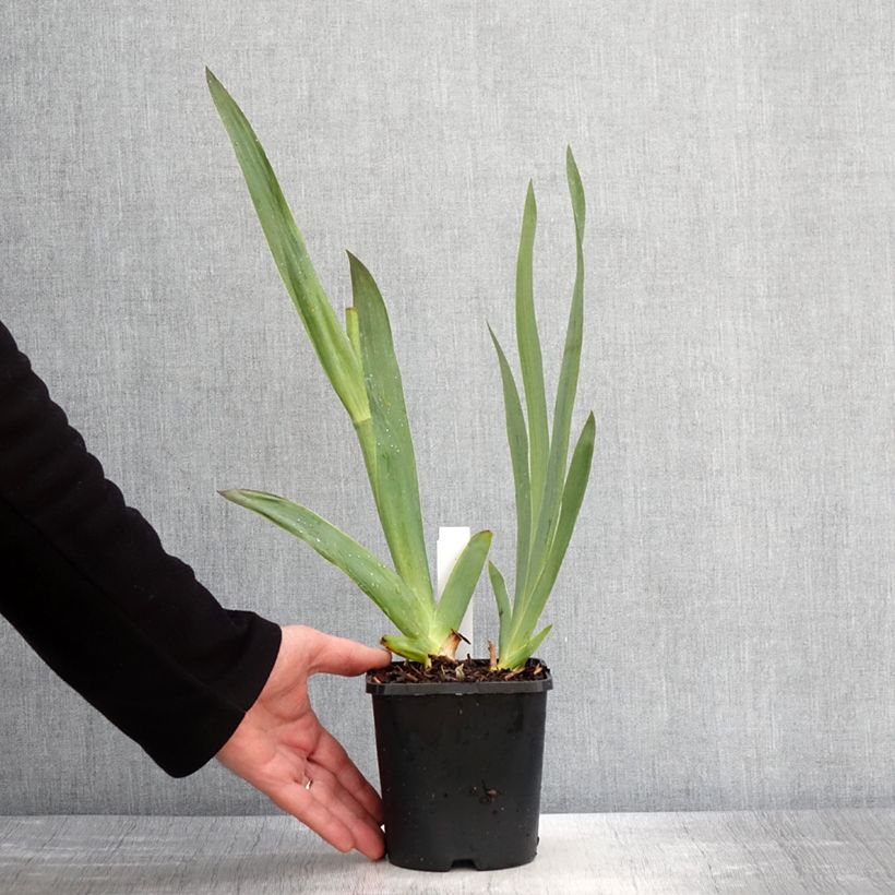 Example of Iris germanica Tuxedo - Iris des Jardins Pot de 1,5L/2L as you get in printemps