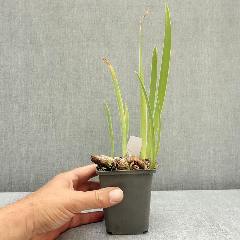 Spécimen de Iris germanica Young Blood - Iris des Jardins Godet de 8/9 cm tel que livré en été