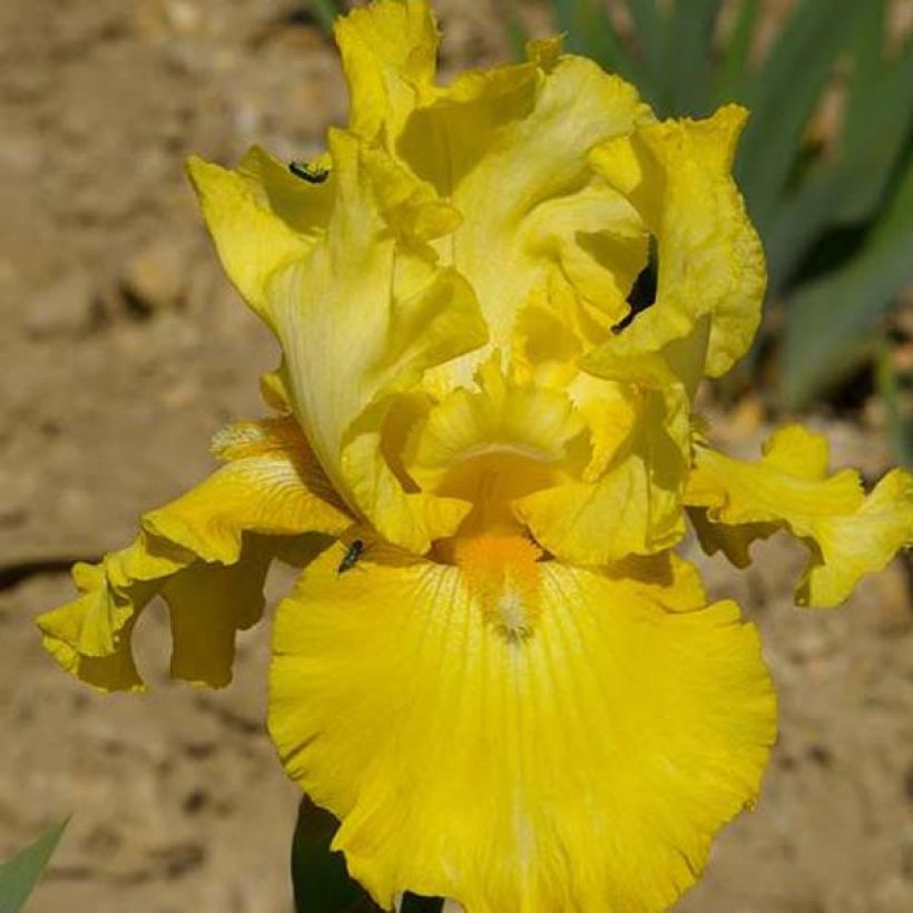 Iris germanica Golden Immortal - Iris des Jardins (Flowering)