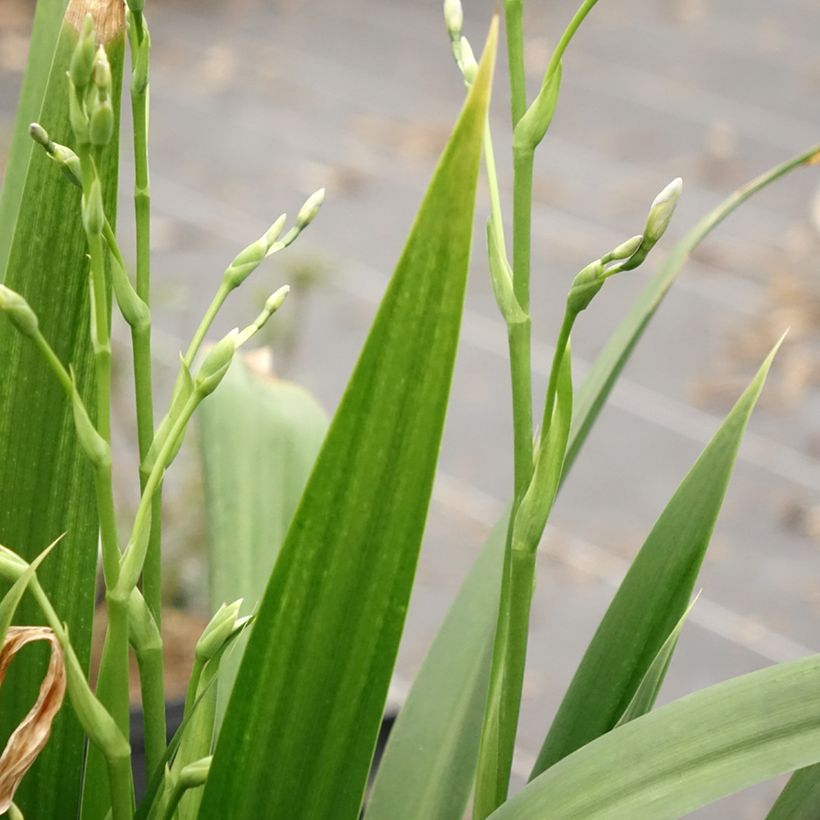 Iris japonica - Iris du Japon  (Feuillage)