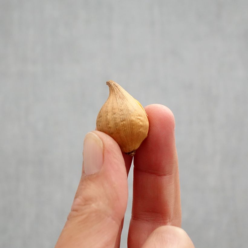 Example of Iris Katharine's Gold Bulbe calibre 6+ as you get in automne