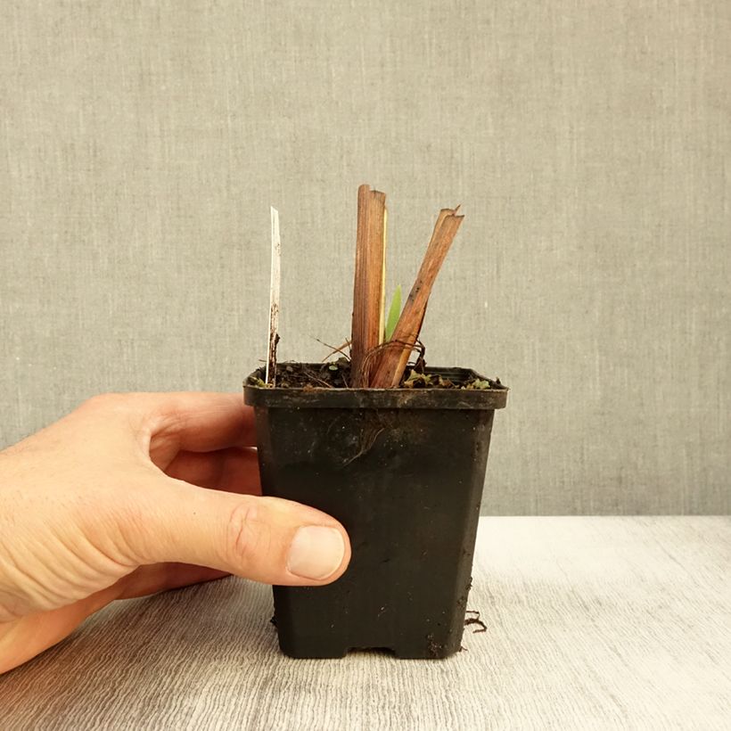 Spécimen de Iris laevigata - Iris d'eau japonais Godet de 8/9 cm tel que livré en automne