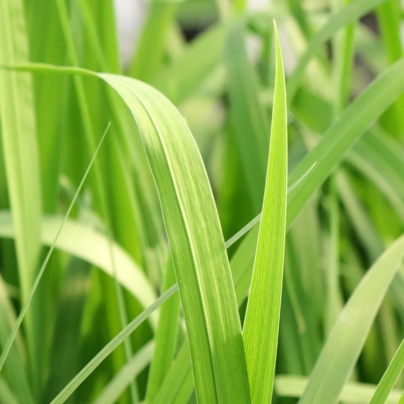 Iris laevigata Rose Queen - Iris d'eau japonais (Foliage)