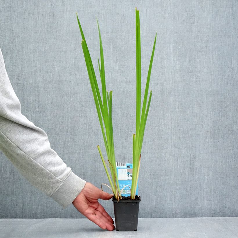 Example of Iris laevigata Rose Queen - Iris d'eau japonais Godet de 8/9 cm as you get in ete