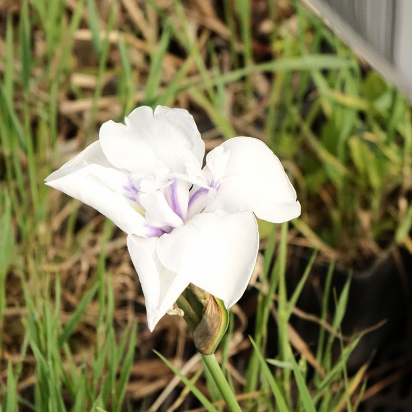 Iris laevigata Snowdrift (Floraison)