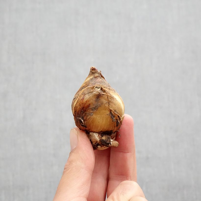 Spécimen de Iris magnifica alba - Iris majestueux Bulbe calibre I tel que livré en automne