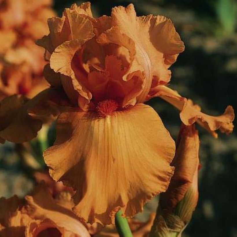 Iris germanica Orange Embers (Flowering)