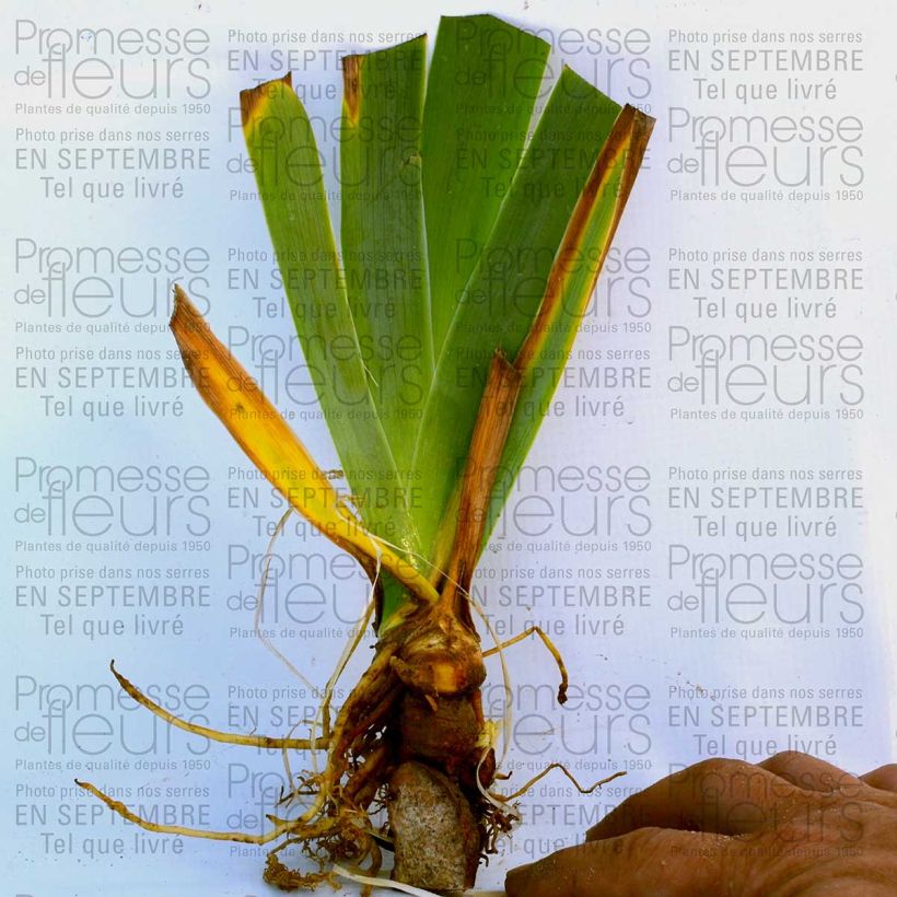Example of Iris germanica Orange Embers Rhizome, Calibre 10/15, qualité extra as you get