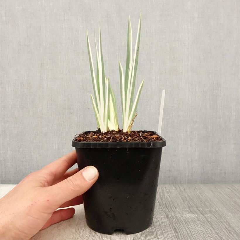 Example of Iris pallida Variegata - Iris pâle panaché de jaune. Pot de 1,5L/2L as you get in printemps