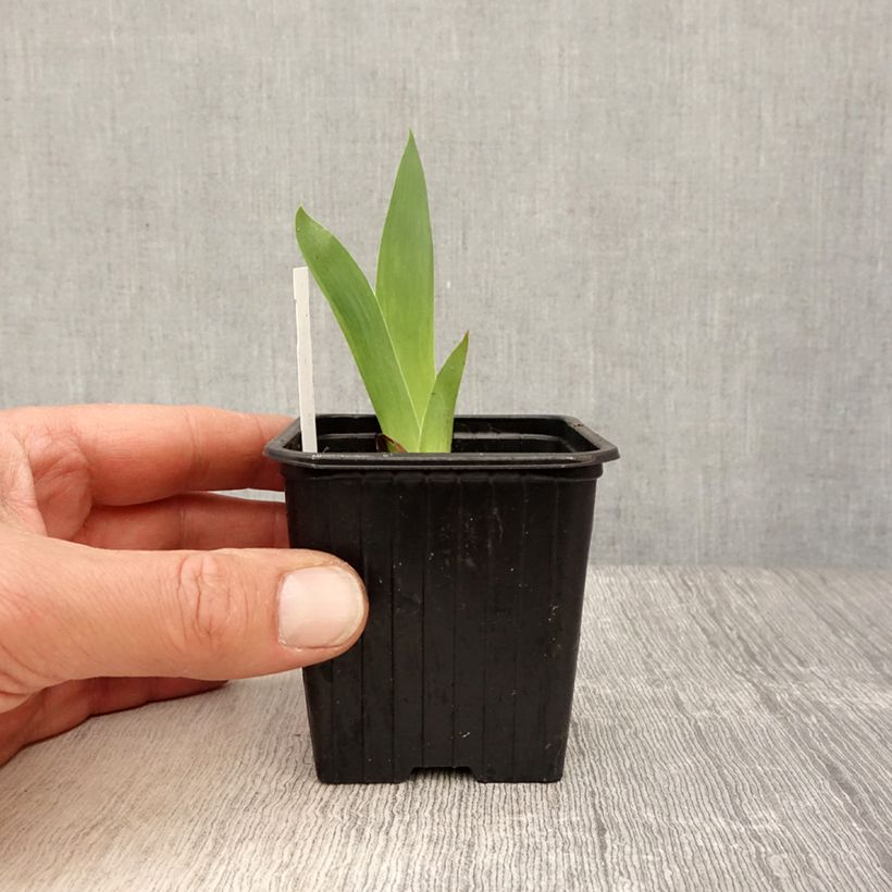 Example of Iris pumila Azurea - Iris nain ou Iris de rocaille Godet de 8/9 cm as you get in printemps