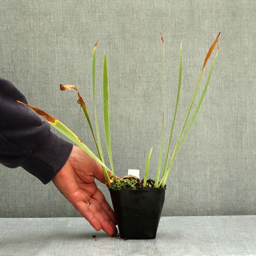 Spécimen de Iris pumila Bright White - Iris des Jardins nain Godet de 8/9 cm tel que livré en été