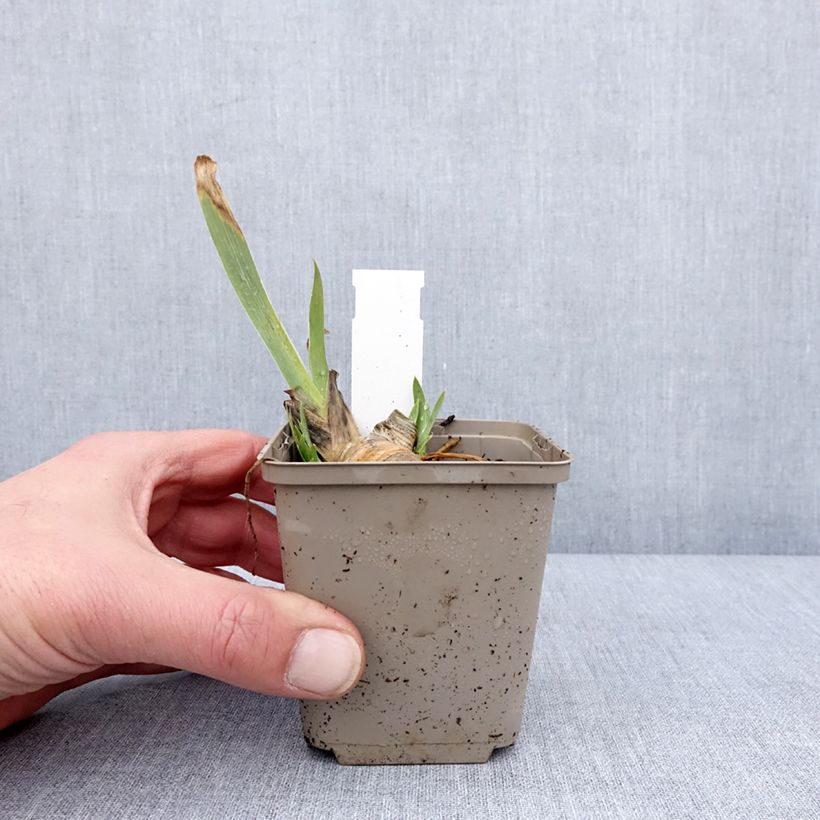 Example of Iris pumila Green Spot - Iris nain des jardins Godet de 8/9 cm as you get in hiver