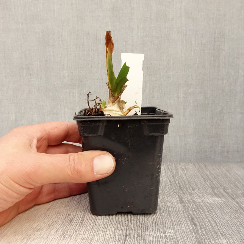 Spécimen de Iris pumila Jewel Baby - Iris nain ou de rocaille Godet de 8/9 cm, Calibre 4/6 tel que livré au printemps