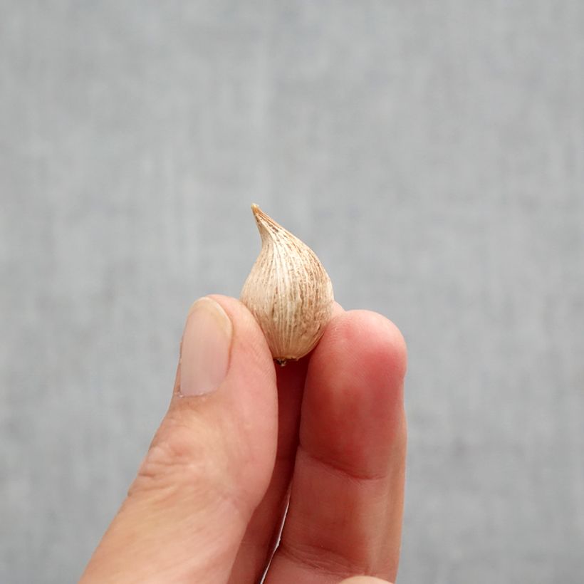 Spécimen de Iris reticulata Blue Note Bulbe calibre 5+ tel que livré en automne