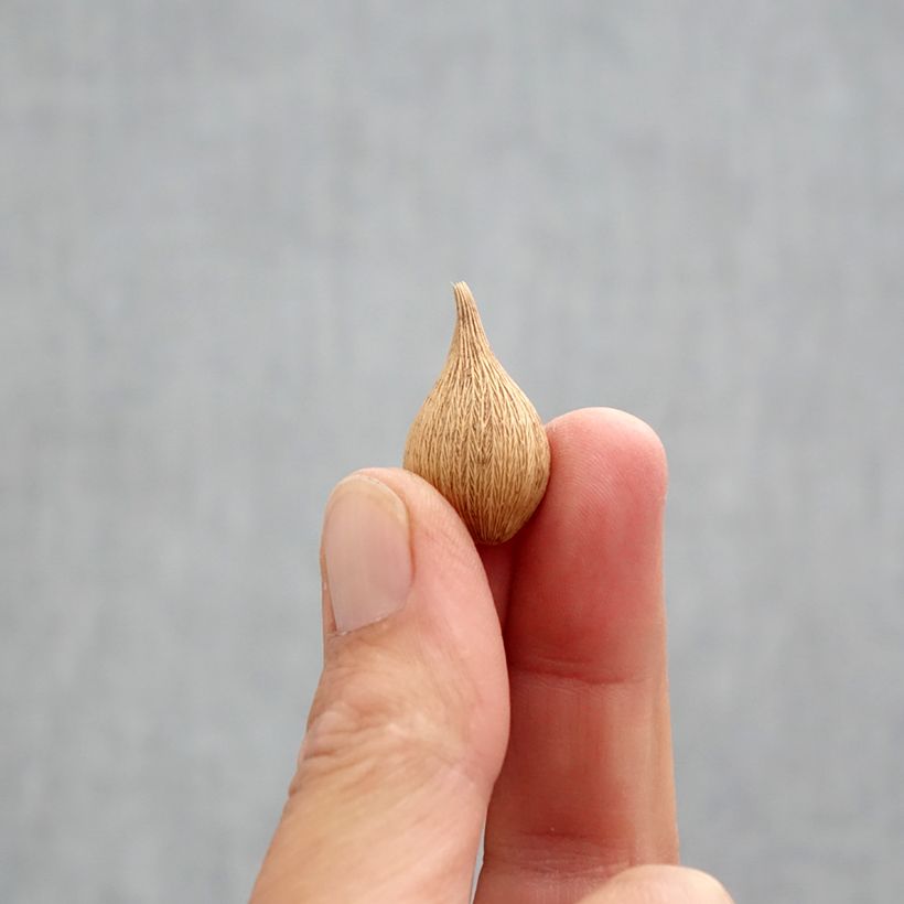 Example of Iris reticulata Blue Planet - Iris réticulé Bulbe calibre 5+ as you get in automne