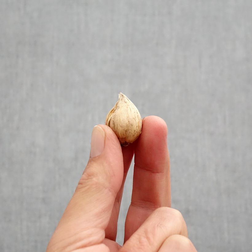 Example of Iris reticulata Cantab Bulbe calibre 5+ as you get in automne