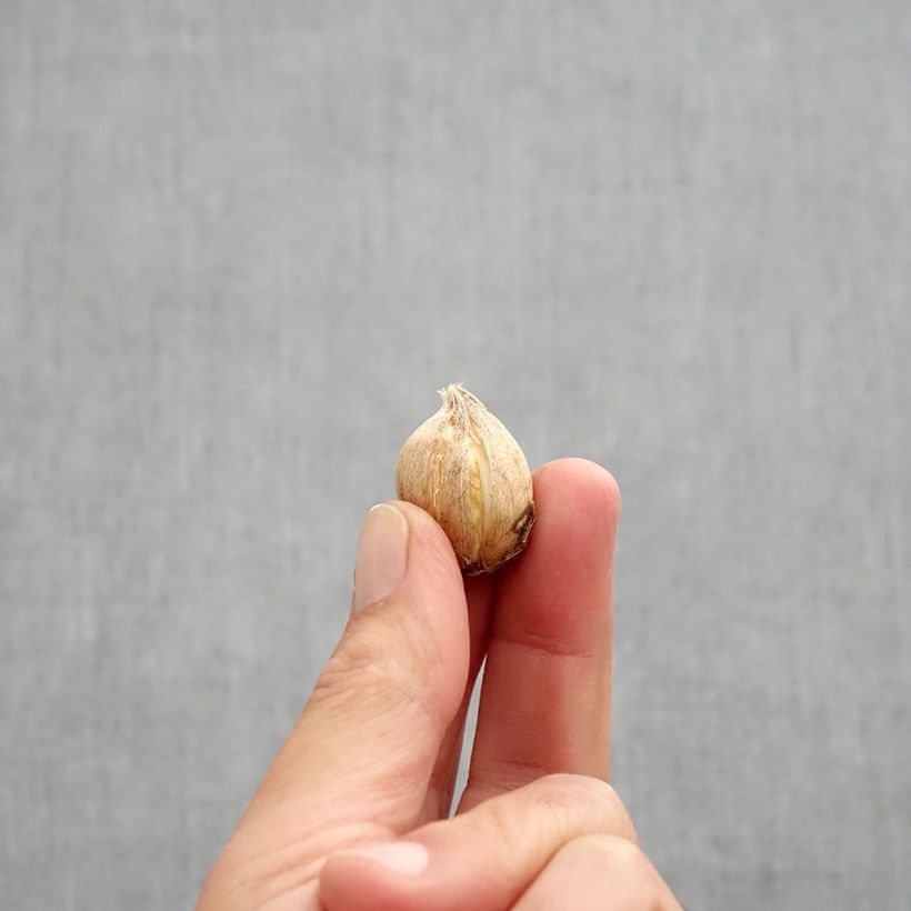 Example of Iris reticulata Clairette - Iris réticulé Bulbe calibre 5+ as you get in automne