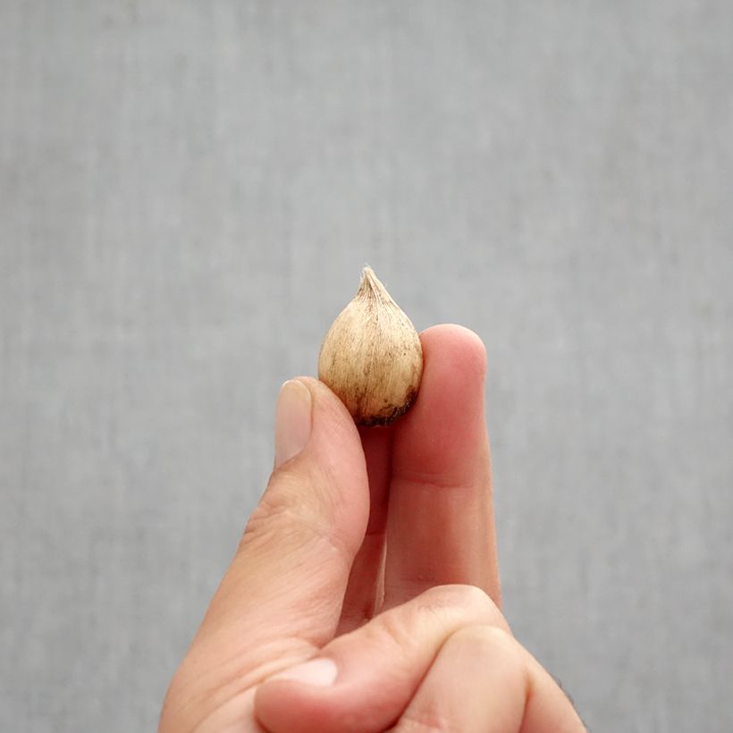 Example of Iris reticulata Dijt Bulbe calibre 5+ as you get in automne