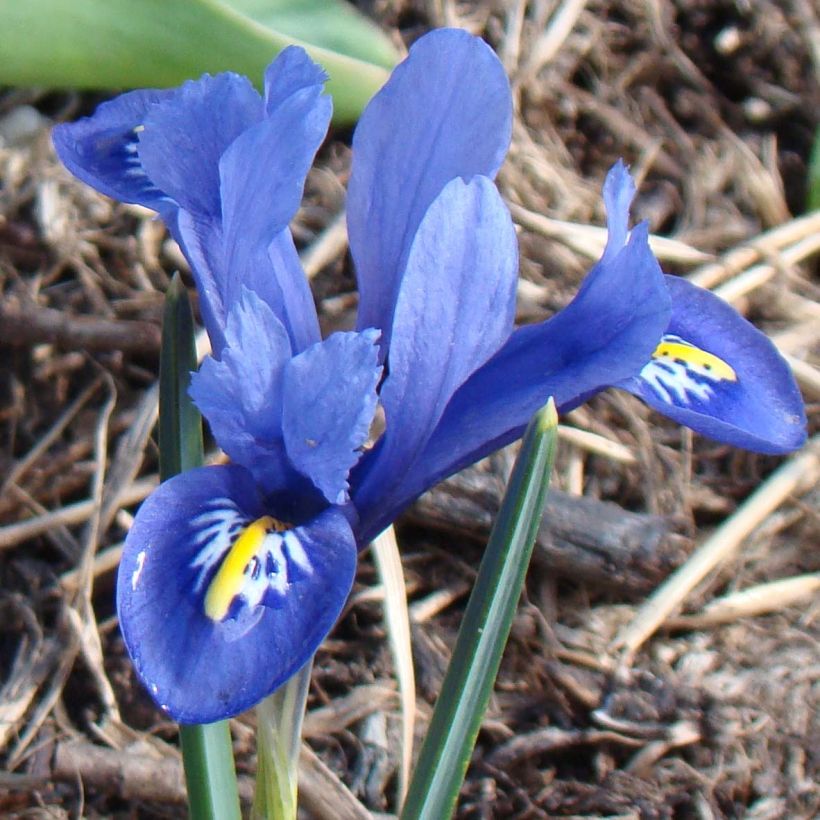Iris reticulata Harmony (Floraison)