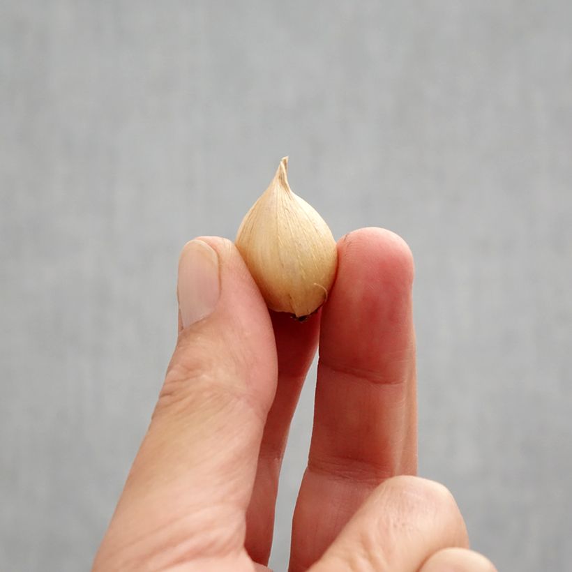 Spécimen de Iris reticulata Harmony Bulbe size 6+ tel que livré en automne