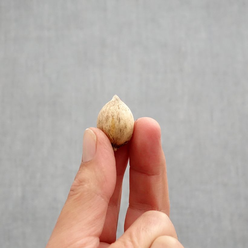 Example of Iris reticulata Mars Landing Bulbe calibre 5+ as you get in automne