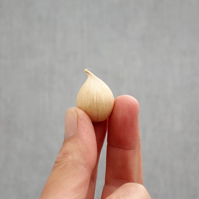 Spécimen de Iris reticulata Orange Glow Bulbe calibre 6+ tel que livré en automne