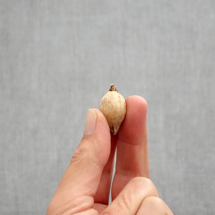 Example of Iris reticulata Polar Ice - Iris réticulé Bulbe calibre 5+ as you get in automne