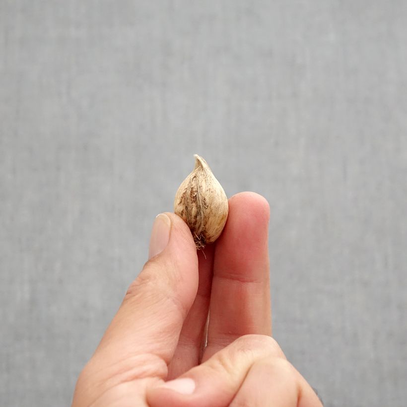 Spécimen de Iris reticulata Scent Sational Bulbe calibre 5+ tel que livré en automne