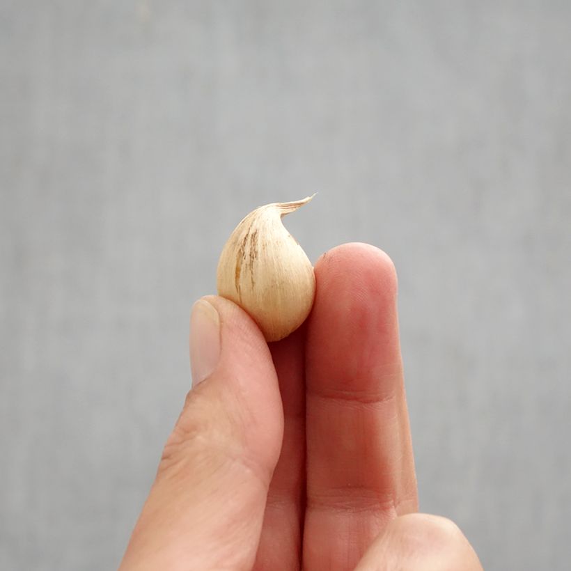 Spécimen de Iris  reticulata Sheila Ann Germaney - Iris réticulé Bulbe calibre 6+ tel que livré en automne