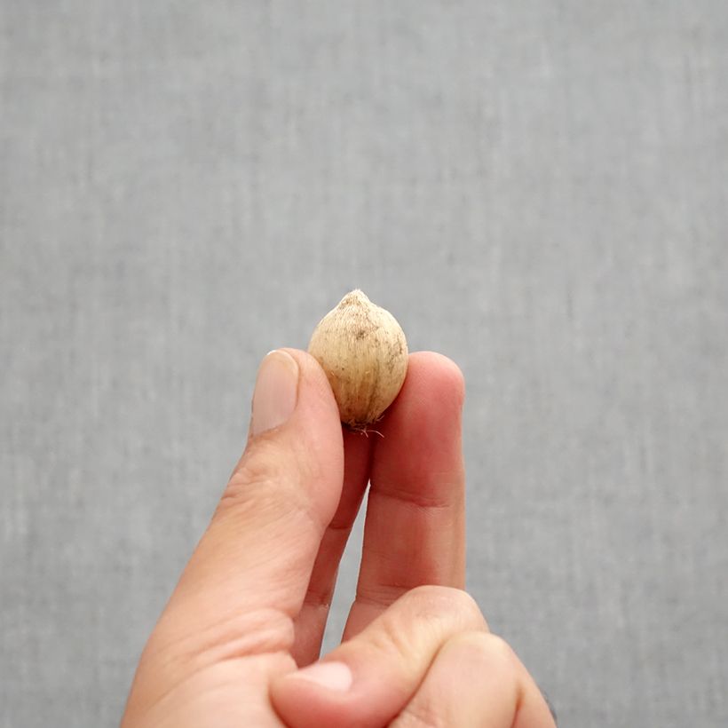 Example of Iris reticulata Splish Splash Bulbe calibre 5+ as you get in automne