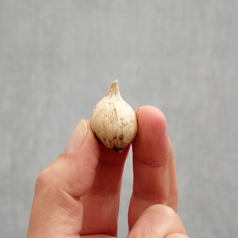 Example of Iris reticulata Spot On Bulbe calibre 5+ as you get in automne