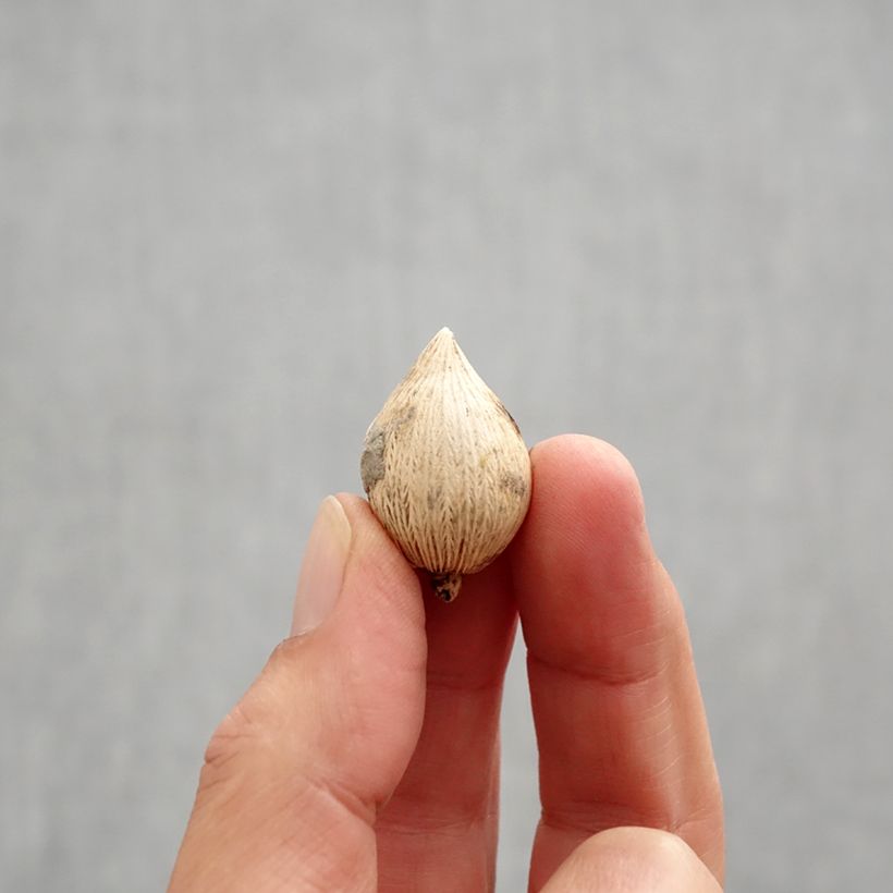 Spécimen de Iris reticulata Sunshine Bulbe calibre 5+ tel que livré en automne