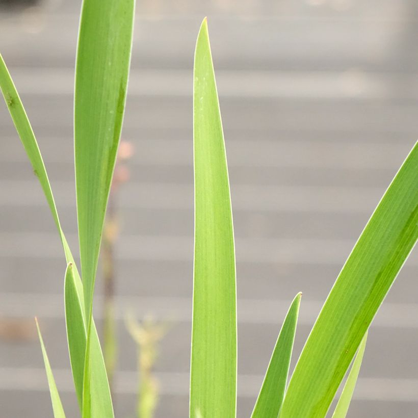 Iris robusta Dark Aura  (Foliage)